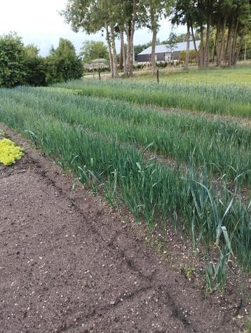 preiplanten boerenkoolplanten slaplanten andijvie planten beschikbaar voor biedingen