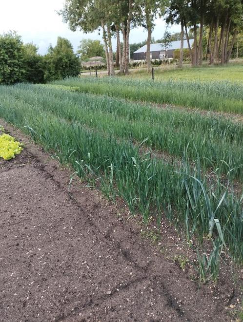 preiplanten boerenkoolplanten slaplanten andijvie planten, Tuin en Terras, Planten | Tuinplanten, Overige soorten, Volle zon, Zomer