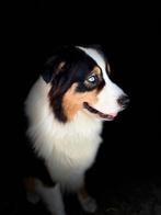 Australian shepherd met blauwe ogen, Dieren en Toebehoren, Honden | Dekreuen, Particulier, Rabiës (hondsdolheid), 3 tot 5 jaar
