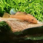 Ancistrus L 144 Super Red met Longfin Gen, Vis