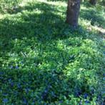 vinca minor maagdenpalm, vaste plant, bodembedekker, Tuin en Terras, Ophalen, Bodembedekkers, Vaste plant, Halfschaduw