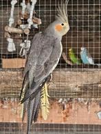 Valkparkieten 3 stuks , allen pop,  juli 2025 , wildkleur, Dieren en Toebehoren, Vogels | Parkieten en Papegaaien, Vrouwelijk