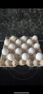 Te koop XXL EIEREN, Ophalen