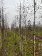 Berken. Elzen. Plataan . Iepen haagbeuk, Ophalen of Verzenden, Bloeit niet, Volle zon, Overige soorten