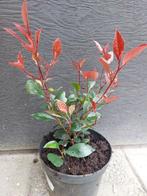 Photinia fraseri ‘Little Red Robin’, Tuin en Terras, Overige soorten, Minder dan 100 cm, Struik, Ophalen