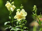 Diverse zomerbloeiers, o.a Cosmea, Zinnia, €0,50 per stuk, Volle zon, Eenjarig, Zomer, Ophalen
