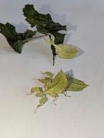 Wandelende bladeren (phyllium giganteum), Dieren en Toebehoren, Wandelende tak
