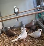 Diamantduifjes, Vrouwelijk