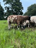 Bonte dekrammen, Dieren en Toebehoren, Schapen, Geiten en Varkens, Mannelijk, Schaap
