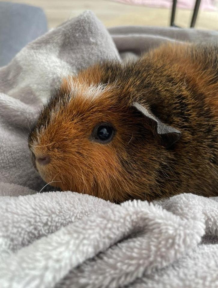 Cavia beertjes met hok, Dieren en Toebehoren, Knaagdieren, Mannelijk, Cavia, Maart