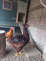 Rhode island red haan ruilen of kopen, Dieren en Toebehoren, Pluimvee, Mannelijk, Kip
