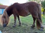 shetlandpony merrie en hengstveulen, Dieren en Toebehoren, Pony's, Meerdere dieren, A pony (tot 1.17m), Gechipt, 7 tot 10 jaar