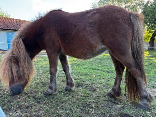 shetlandpony merrie en hengstveulen, Dieren en Toebehoren, Pony's, Meerdere dieren, A pony (tot 1.17m), 7 tot 10 jaar, Met stamboom