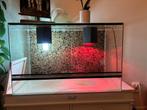 Terrarium te koop!, Dieren en Toebehoren, Reptielen en Amfibieën | Toebehoren, Ophalen, Gebruikt, Terrarium of Paludarium