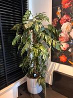 Epipremnum Pinnatum Albo variegata p32 H150, Huis en Inrichting, Ophalen, Overige soorten, Minder dan 100 cm