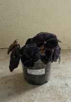 Begonia rex conga, Ophalen of Verzenden, Overige soorten, Minder dan 100 cm