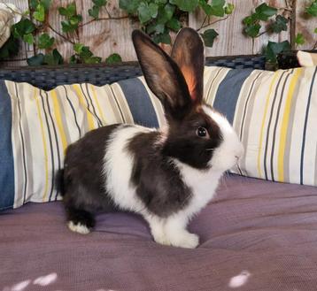 Duitse reus,  non-agouti VM, ram beschikbaar voor biedingen