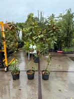 Magnolia grandiflora de eerste bloemen komen er in, Tuin en Terras, Vaste plant, Halfschaduw, Zomer, Ophalen