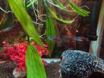 7x Neon tetra's, Dieren en Toebehoren, Vis