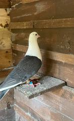 Mooie tuimelaar, Dieren en Toebehoren, Vogels | Duiven, Mannelijk, Kropper