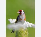 Bloem putters, Dieren en Toebehoren, Meerdere dieren, Wildzangvogel