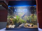 Superfish aquarium 35L tropish, Dieren en Toebehoren, Vissen | Aquaria en Toebehoren, Ophalen, Zo goed als nieuw, Gevuld zoetwateraquarium