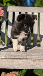 Super leuke pomsky pups!, Nederland, Overige rassen, CDV (hondenziekte), 8 tot 15 weken
