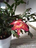 Unieke Lidcactus - kamerplant met 3-kleurige bloemen !!, Ophalen