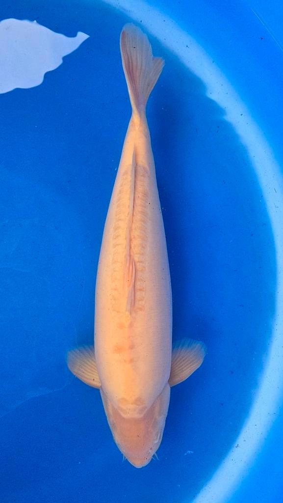 Koi doitsu karashigoi 1e prijs online koishow, Dieren en Toebehoren, Vissen | Vijvervissen, Karper of Koi