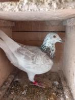 postduiven, Dieren en Toebehoren, Vogels | Duiven, Vrouwelijk, Postduif