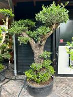 Bonsai olijfboom pon pon, Tuin en Terras, Planten | Bomen, 100 tot 250 cm, Olijfboom, Zomer, Ophalen