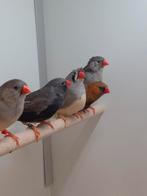 Diverse kleuren Zebravinken, Meerdere dieren, Tropenvogel, Geringd