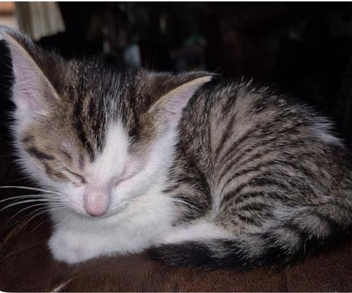 Oppas aangeboden, Dieren en Toebehoren, Katten-accessoires, Ophalen of Verzenden