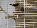 Te koop 5 Japanse meeuwen., Dieren en Toebehoren, Vogels | Overige Vogels, Meerdere dieren, Tropenvogel