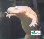 Spaanse Ribbensalamander "Leucistic", Dieren en Toebehoren, Reptielen en Amfibieën, Amfibie, Tam, 0 tot 2 jaar