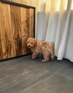 australien mini labradoodle nog 1 reutje mag verhuizen, Dieren en Toebehoren, Overige rassen, 8 tot 15 weken, CDV (hondenziekte)