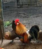 Hollandse kriel haantje. Raszuivere mooie kwaliteit !, Dieren en Toebehoren, Pluimvee, Mannelijk, Kip