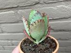 Kalanchoe Daigremontiana, Huis en Inrichting, Ophalen of Verzenden, Vetplant