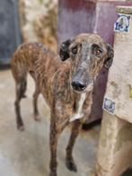 ACE: Noël hoopt dat hij nu een gelukkig leven mag hebben!, Dieren en Toebehoren, Honden | Windhonden, Particulier, Reu, Galgo