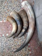 Set koeienhoorns gepolijst&ruw echte items, Ophalen of Verzenden