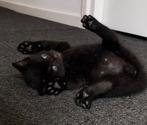 4 Europese korthaar kittens te koop, Poes