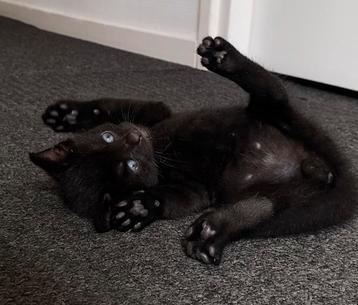 4 Europese korthaar kittens te koop beschikbaar voor biedingen