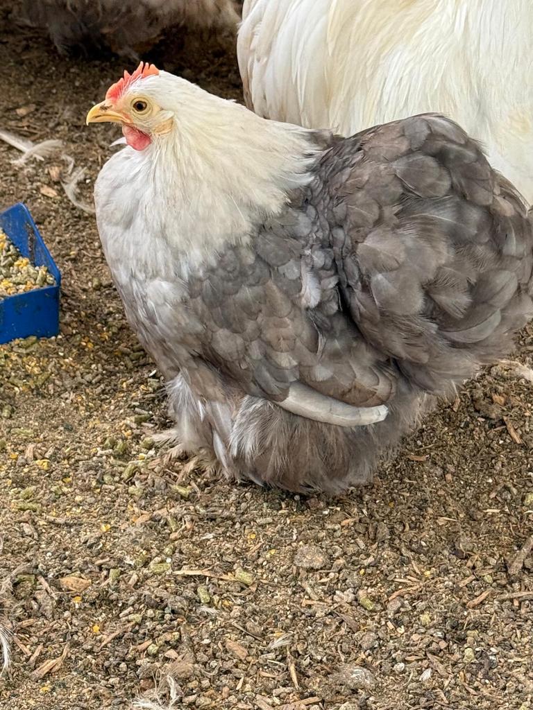 Cochin kriel Bobtail broedeieren te koop., Dieren en Toebehoren, Pluimvee, Kip, Geslacht onbekend