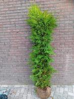 Coniferen 300-350 haagplant Thuja occ. Brabant, Ophalen of Verzenden, Bloeit niet, Overige soorten, Volle zon