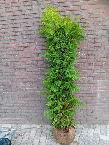 Coniferen 300-350 haagplant Thuja occ. Brabant  beschikbaar voor biedingen