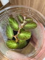 Terrariumplant begonia thelmae, Ophalen of Verzenden, Overige soorten, Minder dan 100 cm