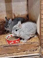 Kleurdwergen chinchilla, Dieren en Toebehoren, Mannelijk, Dwerg