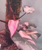 Wetstick Philodendron Red Anderson variegata, Huis en Inrichting, Kamerplanten, Overige soorten, Minder dan 100 cm, Ophalen of Verzenden