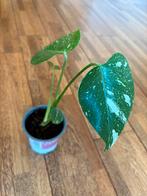 Mooie Monstera Thai constellation variegata plant, Ophalen of Verzenden, Halfschaduw, Minder dan 100 cm
