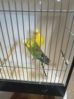 Ino grasparkieten, Meerdere dieren, Parkiet